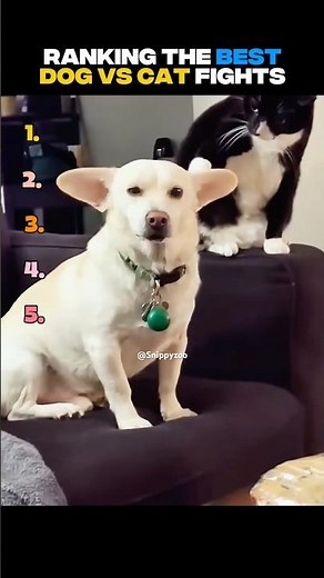 Ranking top 5 best Dog vs Cat fights ever | dog Cat WEE | #shortfeed #shorts #trending #memes #cat