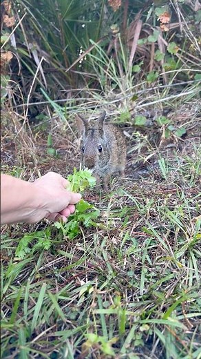 🐰 How to Hand Feed a Wild Rabbit Safely | Meet Buster
