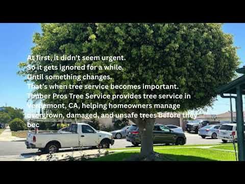 Tree Service in Verdemont, CA
