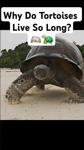 The Secret to a Tortoise’s 100-Year Lifespan 🐢 #animals #animalfacts #wildlife
