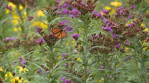 Grow with KARE: KARE's front yard prairie