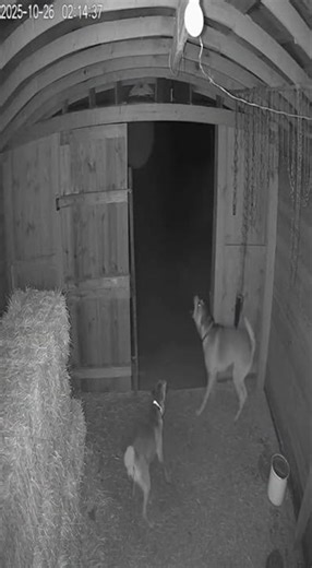 Night Vision Footage Captures Alien Inside Abandoned Barn