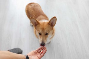 Gabapentin Dosage Chart for Dogs: Risks, Side Effects, Dosage, and More