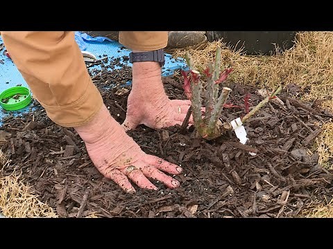 Planting Potted Roses