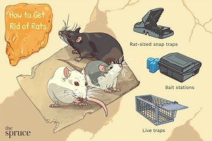 The Best Ways to Get Rid of Rats and Keep Them Out of Your Home