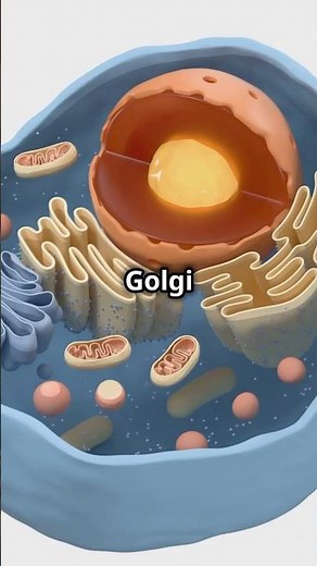 Golgi Complex | Structure and Functions | #cell #science #biology #golgi #golgibody #golgiapparatus