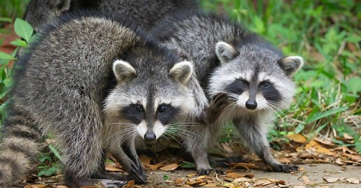 4 Proven and Effective Ways to Repel and Deter Raccoons