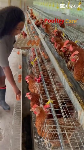 87K views · 1.9K reactions | At Poultry Care, we’ve simplified the...