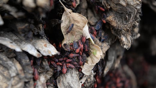 Battle of the box elder bugs: what to do when the stinky, messy houseguests move in | CBC News