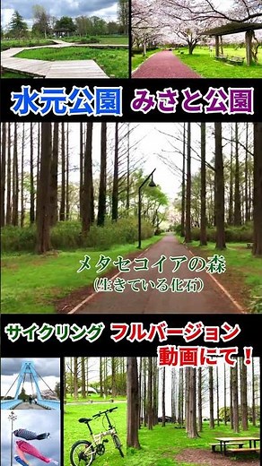 【水元公園・みさと公園】東京都 23区 最大規模公園 桜 満開 観光 フルバージョンYouTubeで公開中です！まるで海外みたい！自転車からの映像 サイクリング ポタリング 埼玉県 #shorts
