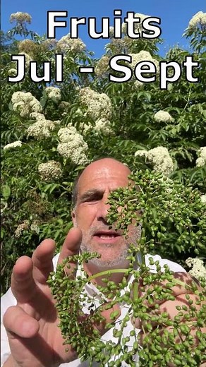 Identifying Elderberry, types of European Elderberry, Elder flower and fruits #elderberry #garden