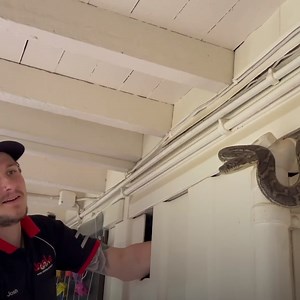 510K views · 299 reactions | This carpet python did NOT want to come out of that wall. Check out more trending stories on ITK: https://bit.ly/39pSMAR | In The Know | Facebook