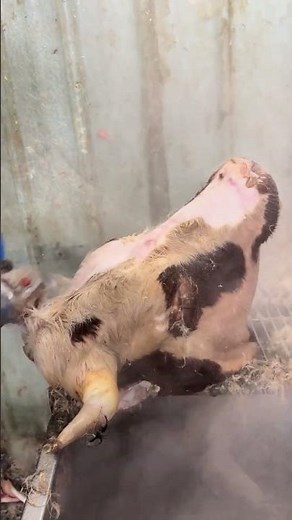 Traditional Way of Cleaning Cow Head | Cooking Prep Secrets#tradional #kichenhacks #meatprocess