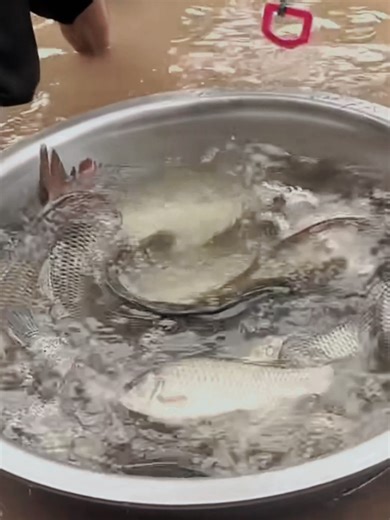 Effective Tips for Catching Fish with Shrimp Bait