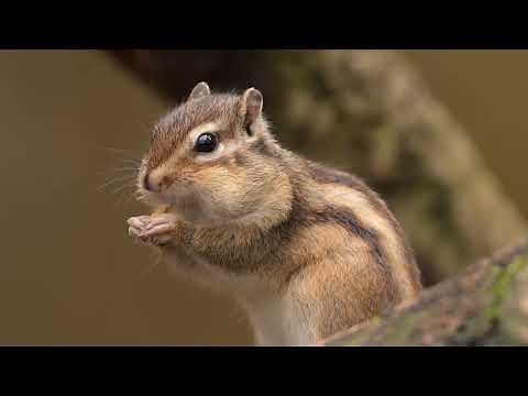 Siberian Chipmunk Getting Ready For Hibernation.