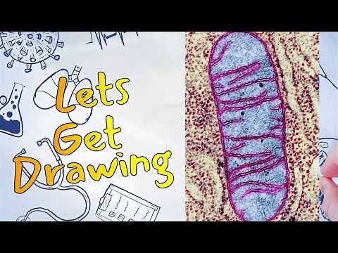 Life Sciences Unlocked: Biological drawing rules