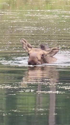 7.7K views · 524 reactions | Splish, splash!  Rescued moose Calli is cooling off with a refreshing swim in the lake. Moose are excellent swimmers and can even hold their breath underwater for up to 30 seconds! 龜 : Keeper Deanna | Northwest Trek Wildlife Park | Facebook