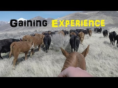 How to become a Cowboy/Ranch Hand | Part 2: Gaining Expierience