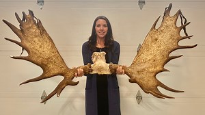 See the massive moose this N.B. woman took down with a compound bow