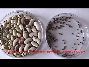 How to Get Rid of Bean Weevils & Avoid Infestation by Acantoscelides obtectus?