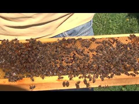 Beekeeping : How To Make A Spring Split Part 1