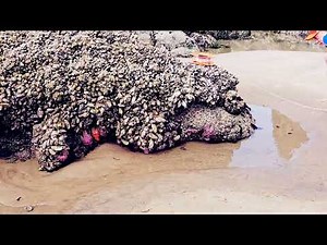 Secrets of Haystack Rock | Cannon Beach’s Ocean Wonders & Hollywood Legacy