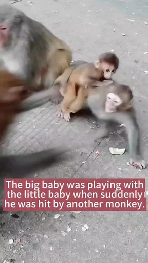 Monkey Behavior: Understanding Baby Monkey Discipline