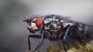 Horseflies Bite & Chase: What You Need To Know To Stay Safe