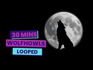 30 Minute Wolf Howling Looped | Unique Animal Sounds