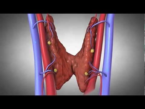 Parathyroid Glands and Hyperparathyroidism: Amazing Animation.