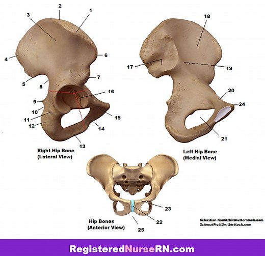 Hip Bones (Pelvic Girdle) Anatomy Quiz