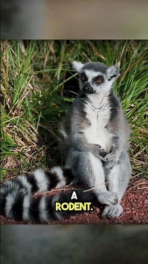 What is the Aye-Aye? | Madagascar's Long Fingered Lemur