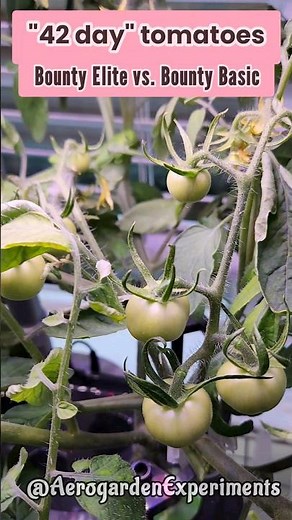 '42 day' tomatoes in Aerogarden Bounty Elite vs. Bounty Basic