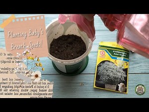 Planting Baby's Breath Seeds! 🌿