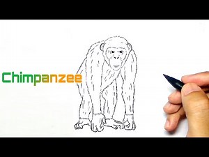 How to draw a chimpanzee || easy