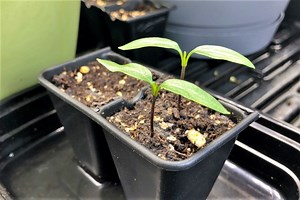 When To Plant Pepper Seeds (by Hardiness Zone)