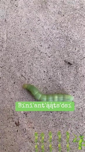 Navajobound on TikTok