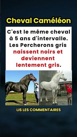 Ce Cheval est Né Noir et est Devenu Blanc ! L'Incroyable Transformation du Percheron Gris ! 🐴