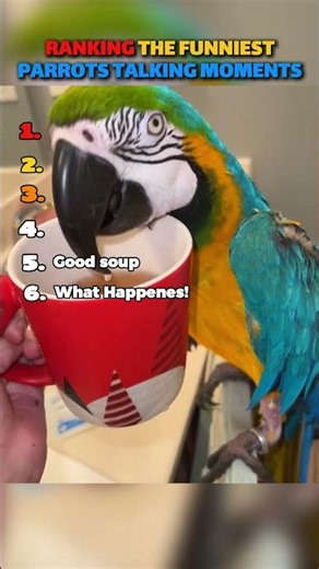 Ranking The Most Hilarious Talking Parrots