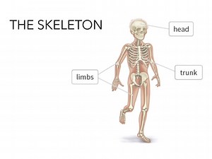 The Skeleton Unit 5