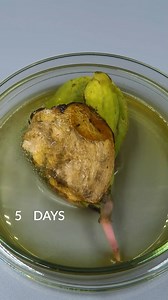 308K views · 7K reactions | One year in one minute. Mango tree growing from seed time-lapse | Boxlapse | Facebook
