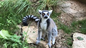 At Water's Edge, there's a special place, where lemurs lounge and leap with grace. Sweet fluffy ears and big brown eyes, and stripey tails that make them fly! After all that leaping, it's time for a rest. Climb high for some sun; these guests are impressed! | Cheyenne Mountain Zoo