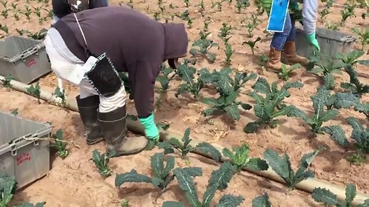 Commercial Lettuce Harvesting, Packing & Processing - The Produce Nerd