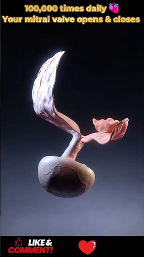 How Your Mitral Heart Valve Opens & Closes | Heart Anatomy | 50