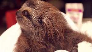 47K views · 647 reactions | This baby sloth has a present for you, and it's adorable! | Sharing Smiles | Facebook