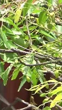 Neem Medicinal Plant Azadirachta indica
