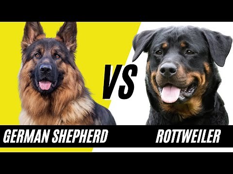 German Shepherd vs Rottweiler - Compare and contrast the dog breeds