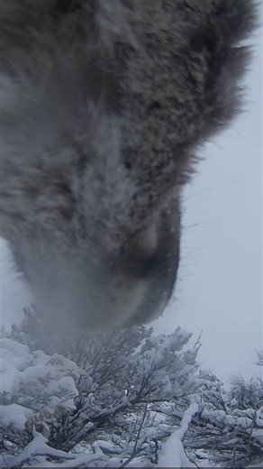 Over the last several years, Game and Fish has implemented a 5-year research initiative related to mule deer. The initiative involves capturing and collaring deer with GPS collars annually to assess survival, movement and habitat use of mule deer within five herds throughout the state. Game and Fish has partnered with several organizations to add cameras to some of our mule deer’s collars in these study herds. The footage has captured seasonal changes, diverse habitats, food selection and challe