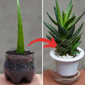 40K views · 670 reactions | Growing Aloe Vera Plants Effectively at Home | Great DIY Idea | Facebook