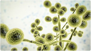 What are Fungi?